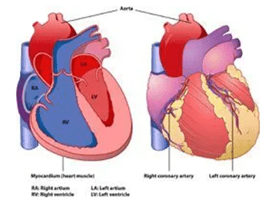 Acute Coronory Syndrome